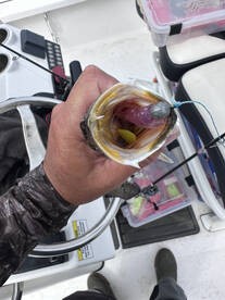 Half day morning trip  