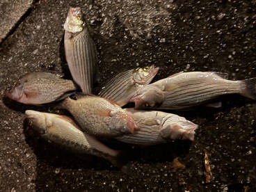 Land Fishing is Producing