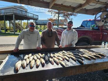 Speckled Trout in the Shallow flats. 