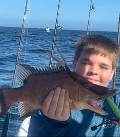 Hogfish are chewing!