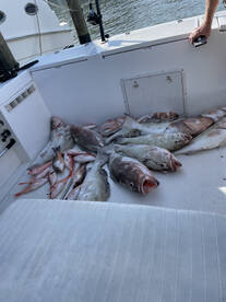 Red groupers