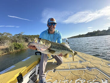 Peacock Bass and large mouth bass spawn