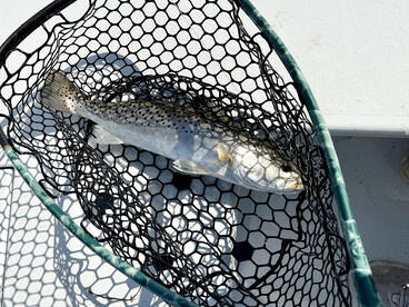 Tarpon Springs Report Photo 1
