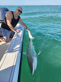 Shark fishing red hot