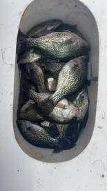 Clewiston Report Photo 1