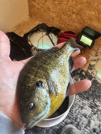 Rhinelander Report Photo 2