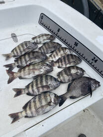 Grocery shopping!! Keeper Sheeper, Pompa