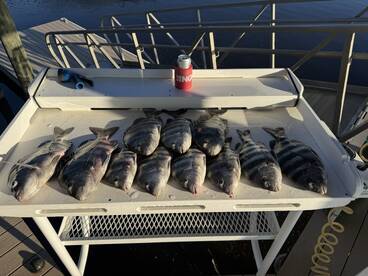 Sheepshead