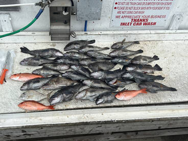 Black sea bass beatdown