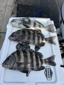 The sheepshead were hungry