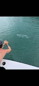1/2 day tarpon action in February