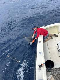 Sails,Sails and Sails