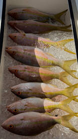 Flag Yellowtail in the box