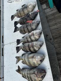 Murrells Inlet Report Photo 2