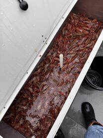 Coal Harbour Report Photo 2
