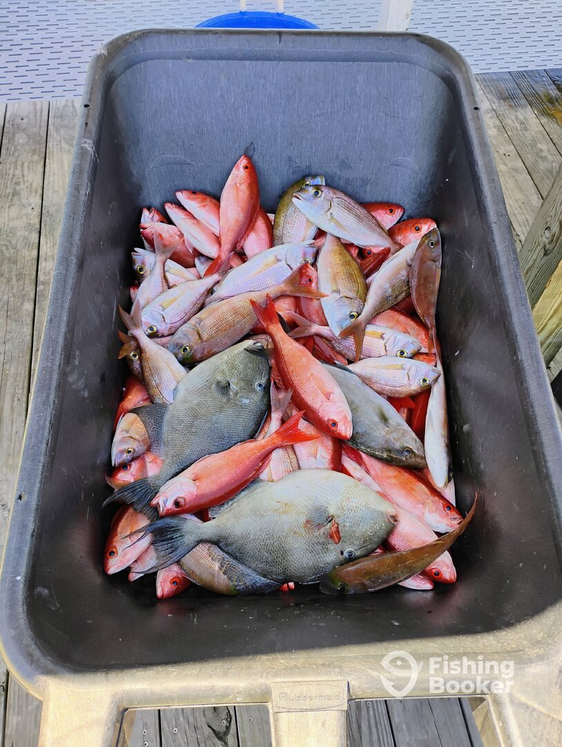 Orange Beach Report Photo 0
