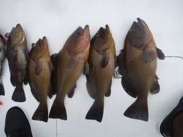 Quepos Report Photo 1