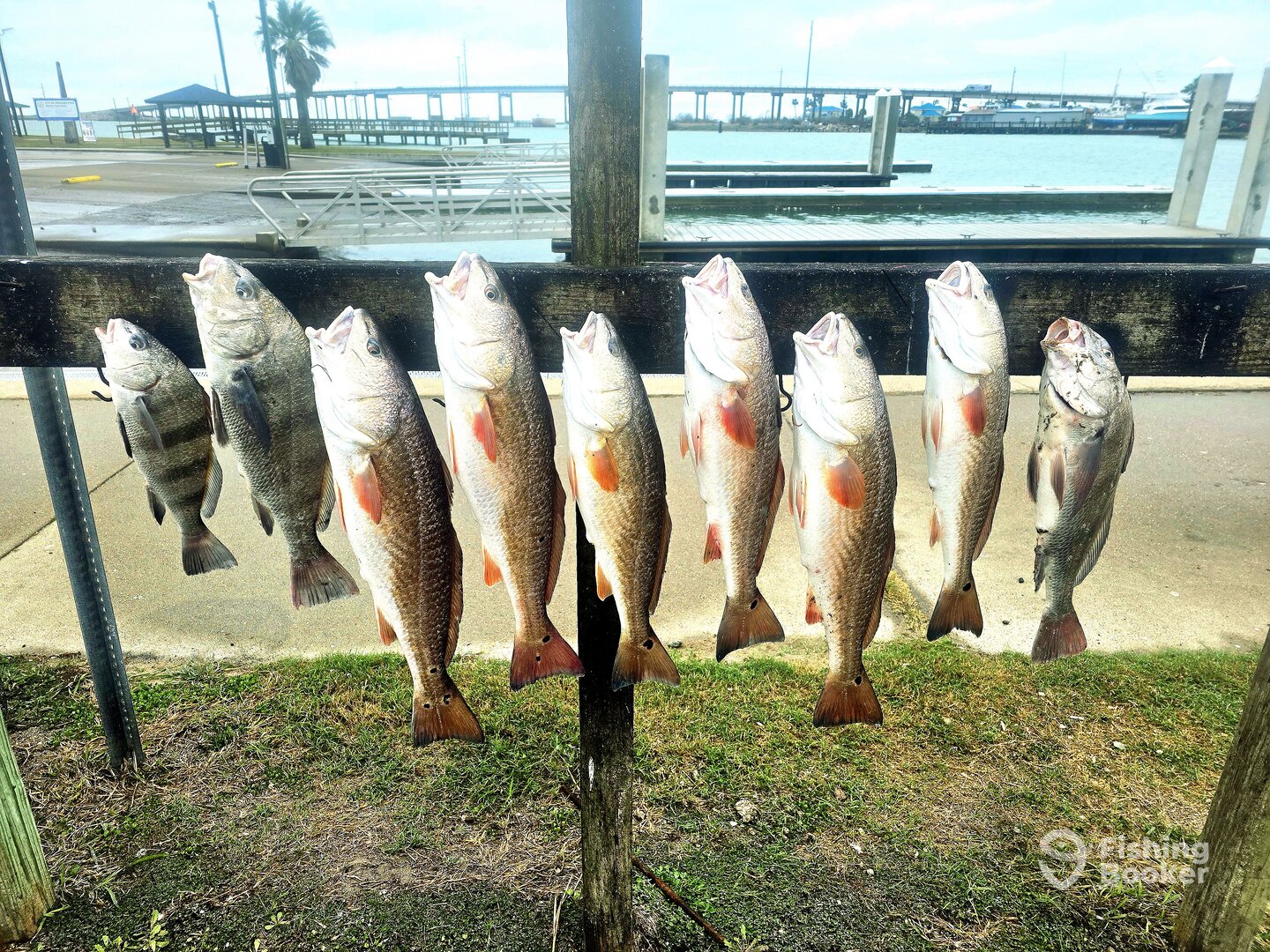 Port Aransas Report Photo 0