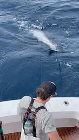 Giant Bluefin are Here