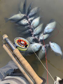 Fly fishing for crappies is so much fun