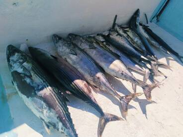Puerto Vallarta Report Photo 1