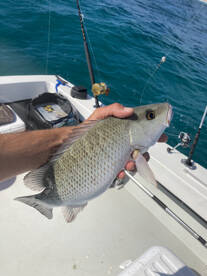 Boynton Beach Report Photo 2