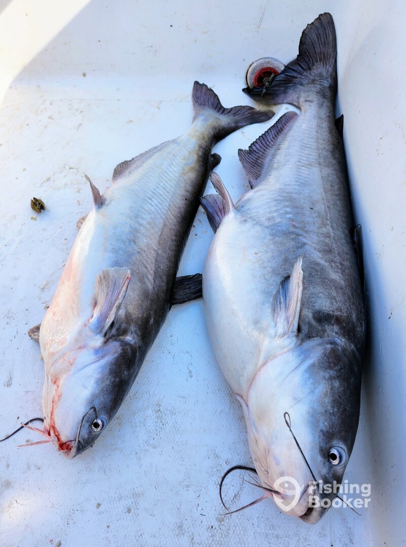 Doubled up on 2 Big Blue Cats 