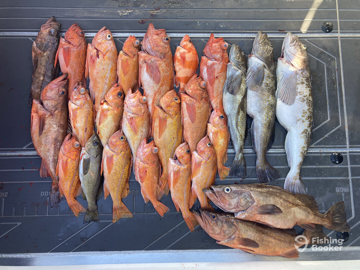 Santa Cruz Report Photo 0