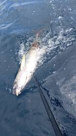 Puerto Jiménez Report Photo 2