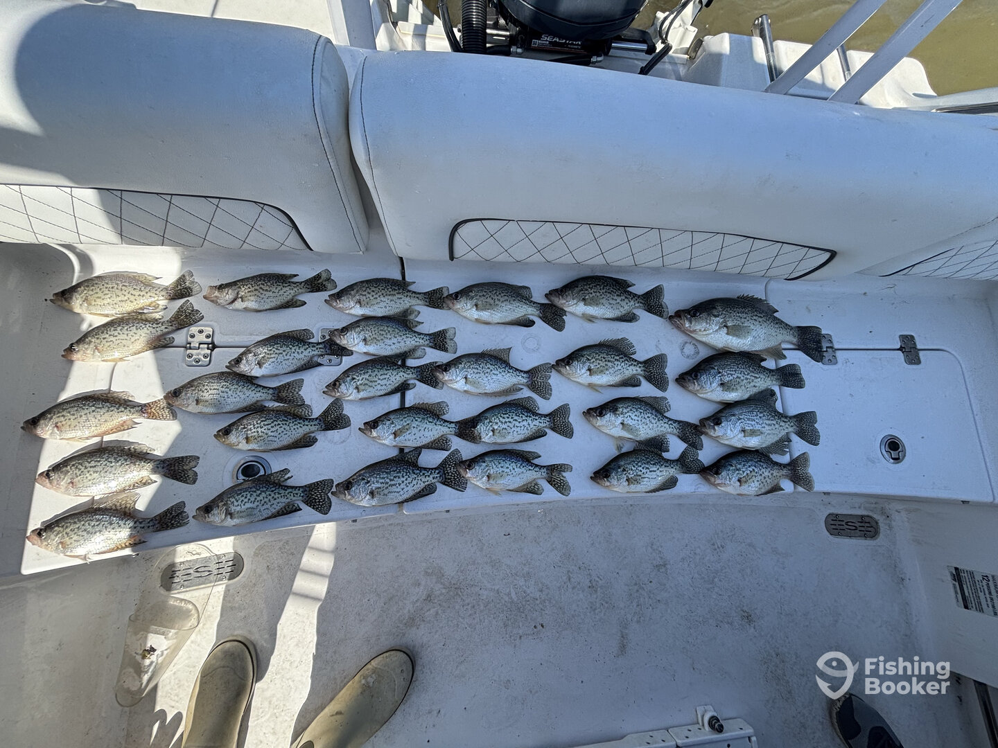 Tega Cay Report Photo 0