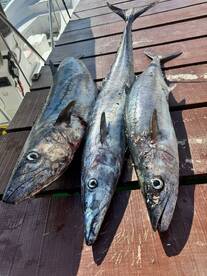 Big fish are bitting