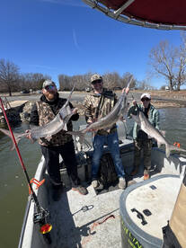 Paddlefish ( Spoonbill) are stacked up i
