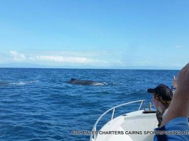 Hump Back Whales