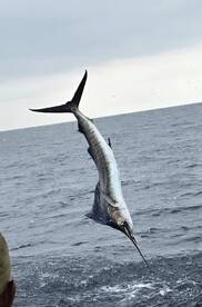 Sailfish Galore on FAD Trip