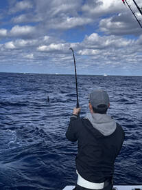 Sails kings and mahi