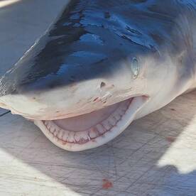Sharks have been chilling.