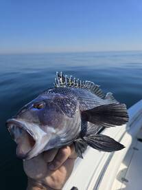 18 inch Black Seabass 6 hour Charter Gol