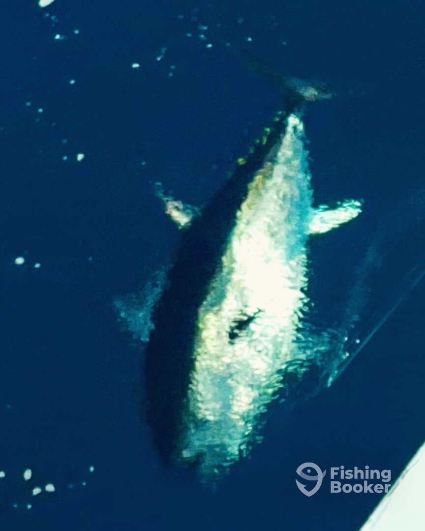 Hatteras Report Photo 0
