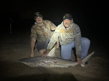 The blacktips are in!
