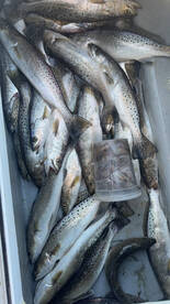 Great morning catching trout  !