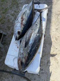 Gulf Shores Report Photo 2
