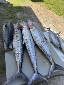 Gulf Shores Report Photo 1