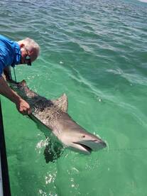 Bull shark!!! 