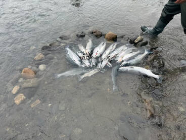 Kenai Report Photo 1