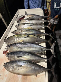 Great Tuna Bite 