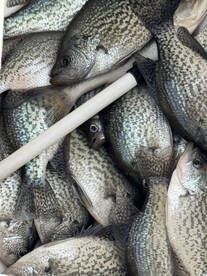 Many many Crappies