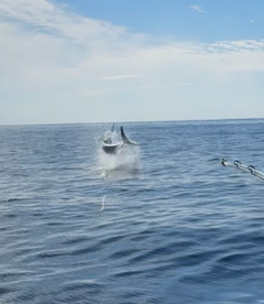 Fired up swordfish 