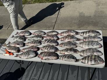 Sheepshead smackdown