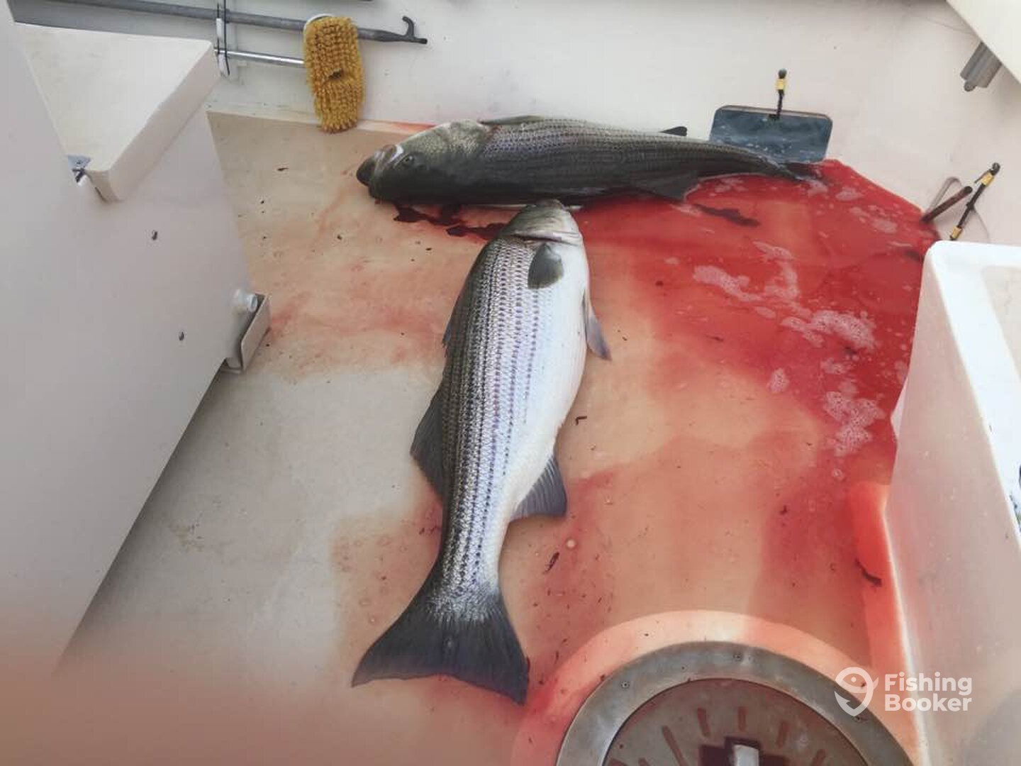 Montauk Report Photo 0