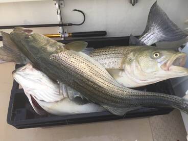 Montauk Report Photo 1